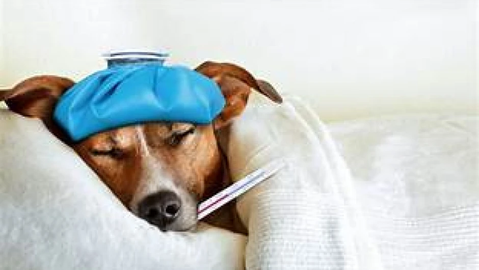Derechos Laborales y Cuidado de Mascotas en Italia